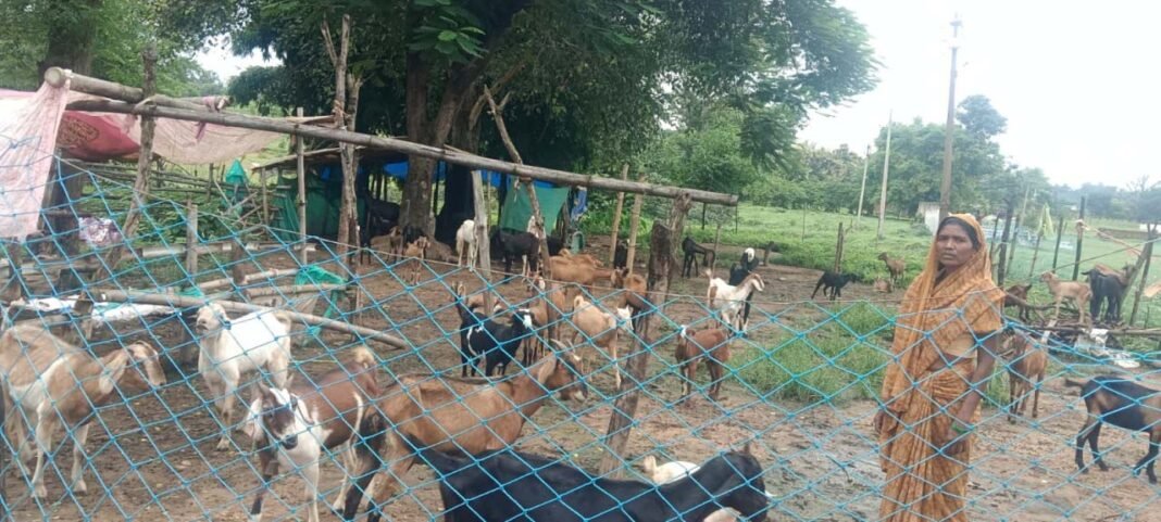 रायपुर : ’सेवा की कहानी’ : परंपरागत कार्य को व्यवसायिक साधन बनाकर आगे बढ़ रहीं हैं पद्मावती