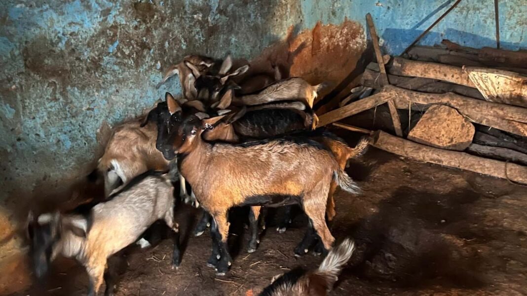 रायपुर : बिहान और प्रधानमंत्री मुद्रा योजना से सविता रजक के सपनों को मिले पंख, बकरी पालन से हर महीने कमा रहीं 10 हजार रुपये