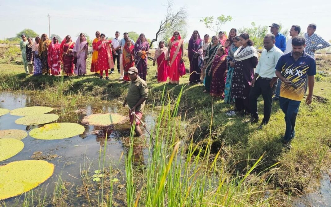 रायपुर : तालाबों में खिली आत्मनिर्भरता की उम्मीद : मखाना की खेती से बदल रही ग्रामीण महिलाओं की जिंदगी