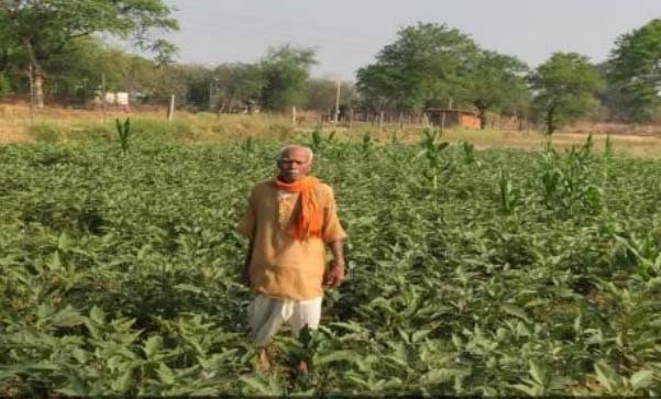 रायपुर : सेवा संकल्प अभियान : सेवा की कहानी : धान की पारंपरिक खेती से आगे बढ़कर फागूराम ने अपनाई ग्राफ्टेड बैंगन की खेती, मुनाफे में हुई 20 हजार रुपये की बढ़ोतरी