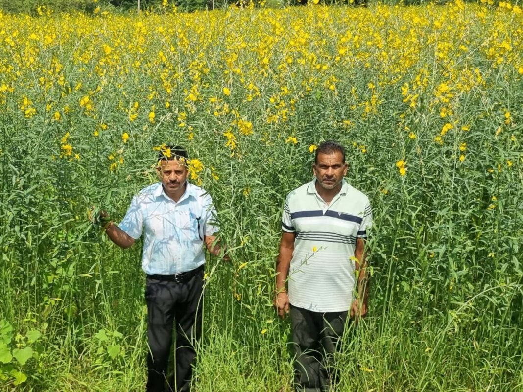 रायपुर : धान की जगह सन की खेती, लैलूंगा के किसानों ने बदली खेती की राह