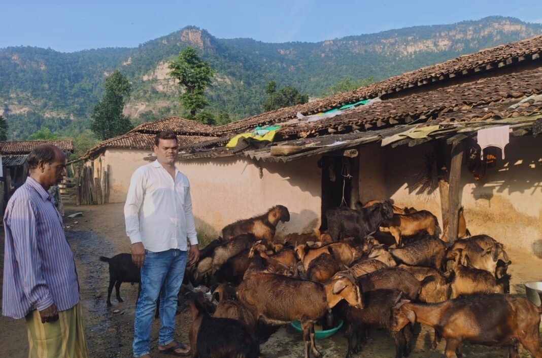 कोरबा: 13 बकरियों से शुरू हुआ सफर, अब ₹1.80 लाख की सालाना आय का मजबूत सहारा बना बकरी पालन