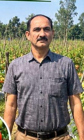 रायपुर : उन्नत टमाटर की खेती से शाहिद की मेहनत लाई रंग, 2 एकड़ में कमाए 1.20 लाख रुपये