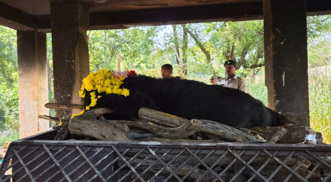 रायपुर : नंदनवन जू एवं जंगल सफारी में 25 वर्षीय मादा हिमालयन भालू ‘फफोरी’ की मौत
