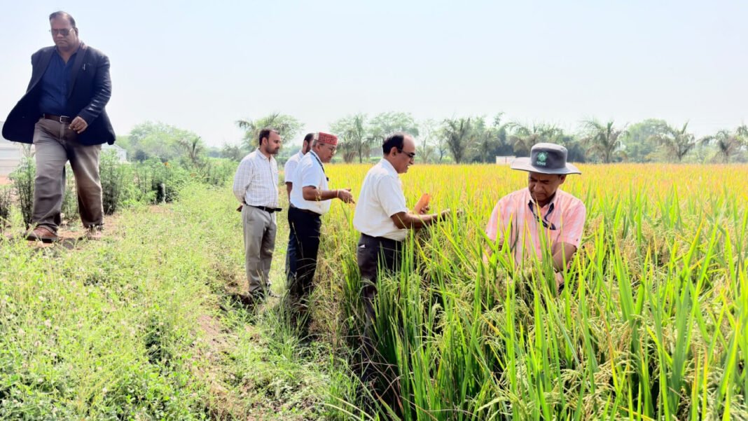 रायपुर : माटी में रोजगार- प्रतिदिन 300 रुपए की मजदूरी से श्रमिक परिवारों को मिला मजबूत आर्थिक आधार, पलायन पर लगी रोक